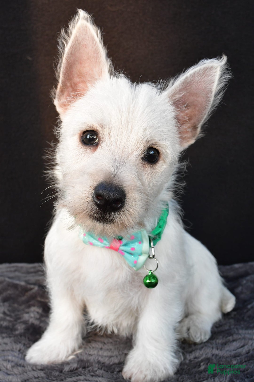 West Highland Terrier dogs for sale: Omar - Image 8