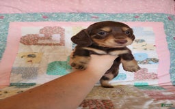 Miniature Dachshund dogs for sale: Casper - Image 11
