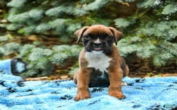 Boxer dogs for sale: Honey - Image 5