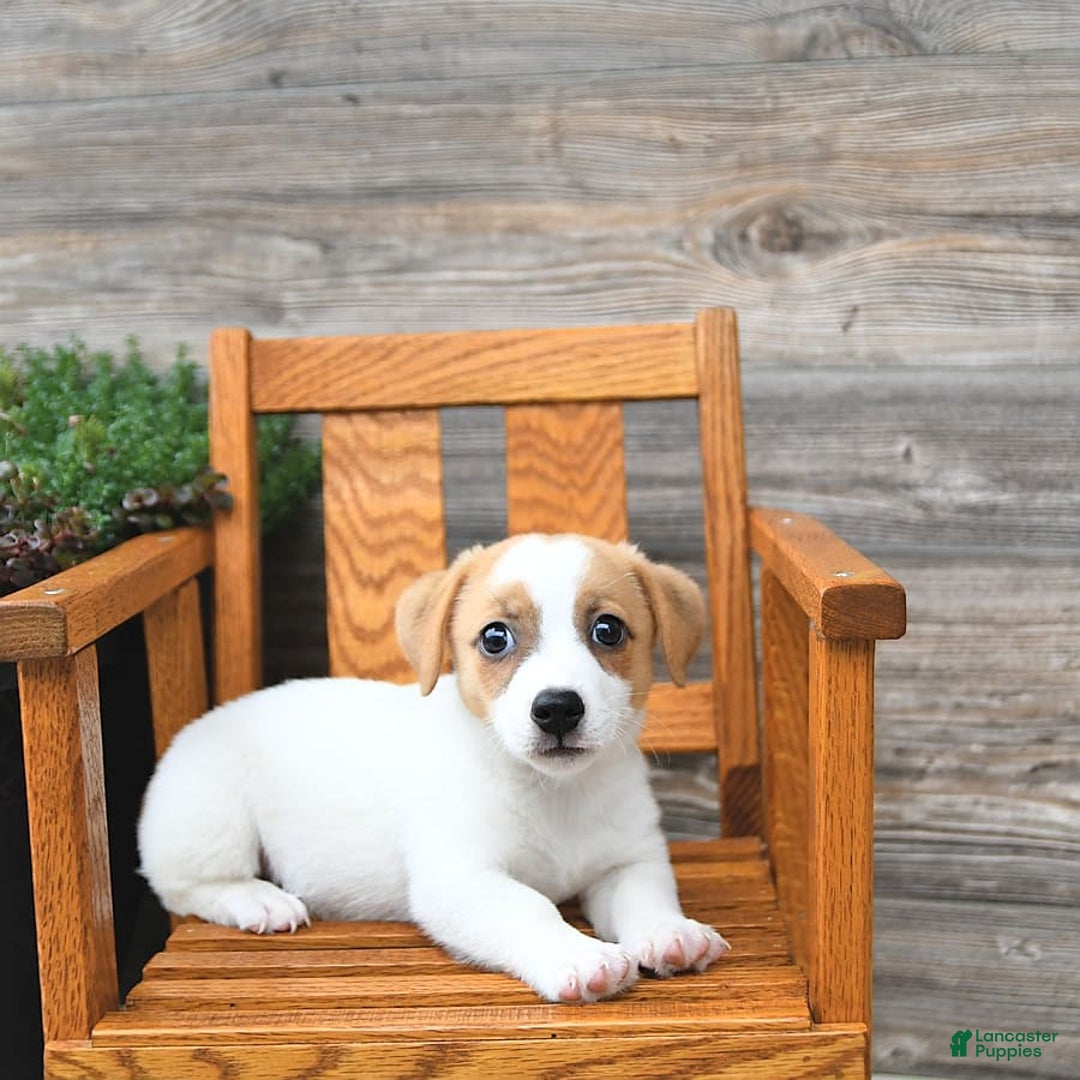 Jack Russell Terrier dogs for sale: Ranger - Image 10