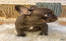 French Bulldog dogs for sale: Solid Chocolate French Bulldog  - - Image 2