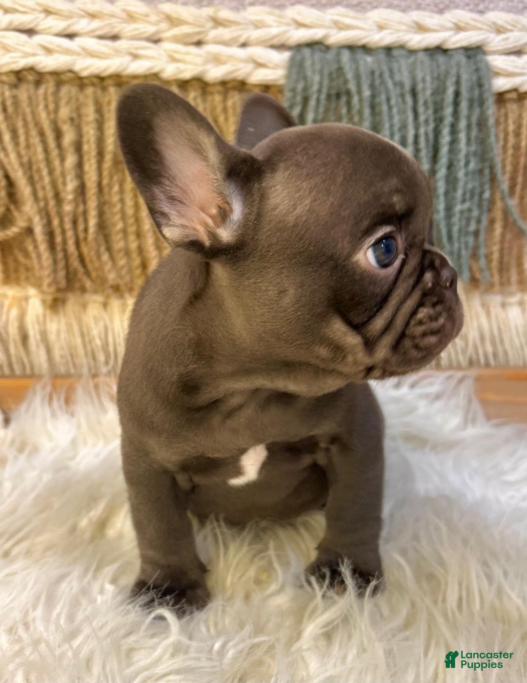 French Bulldog dogs for sale: Solid Chocolate French Bulldog  - - Image 2