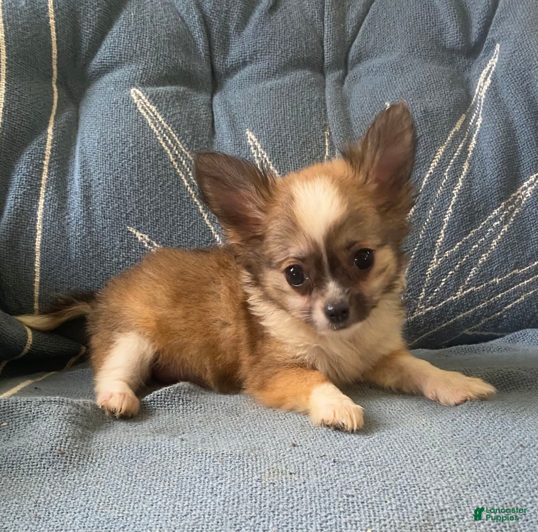 Pomchi dogs for sale: Bitsy - Image 2