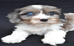 Cavapoo dogs for sale: Reeses - Image 6