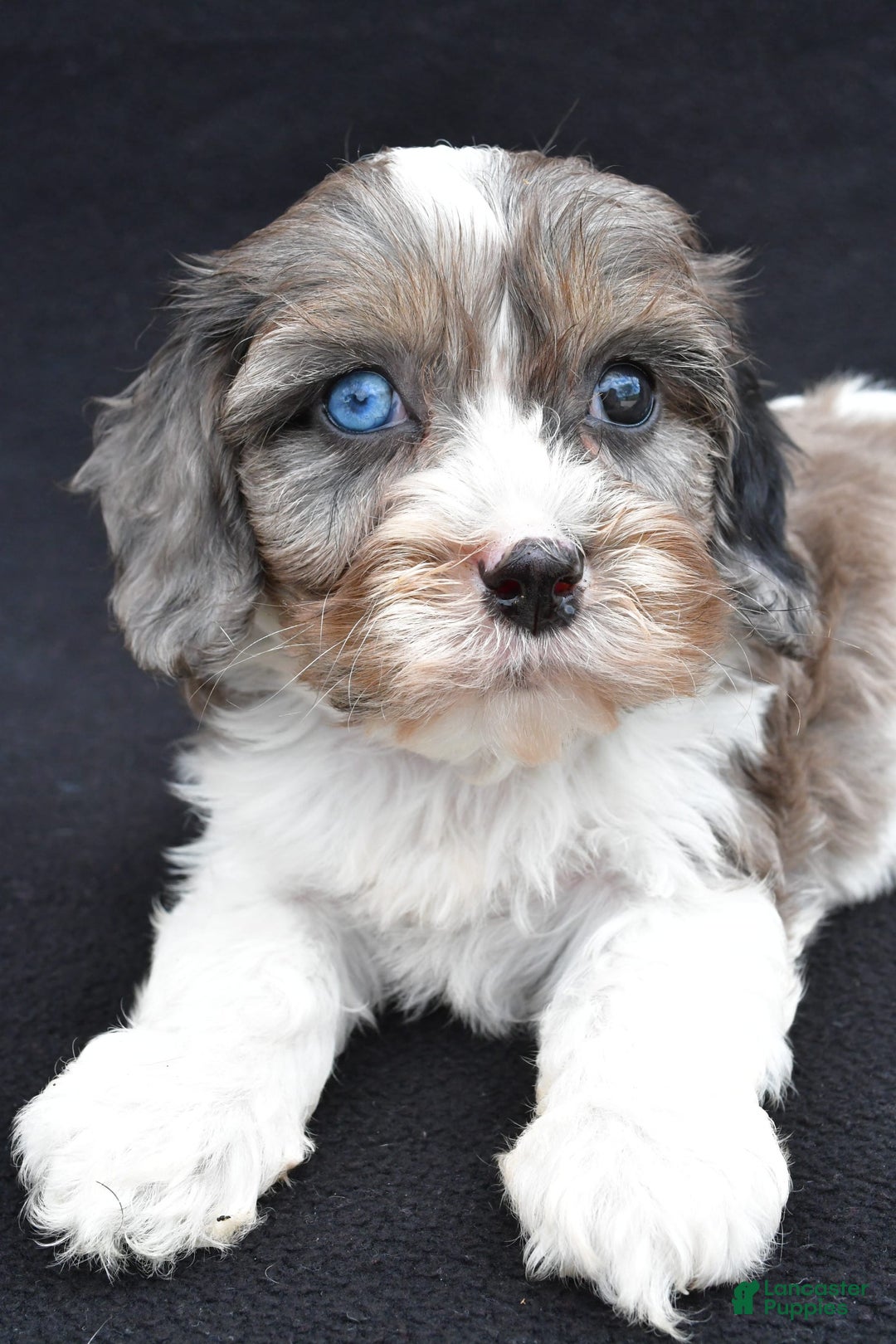 Cavapoo dogs for sale: Reeses - Image 6