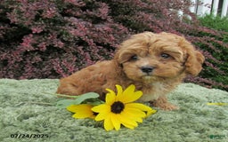 Cavapoo dogs for sale: Princess - Image 21