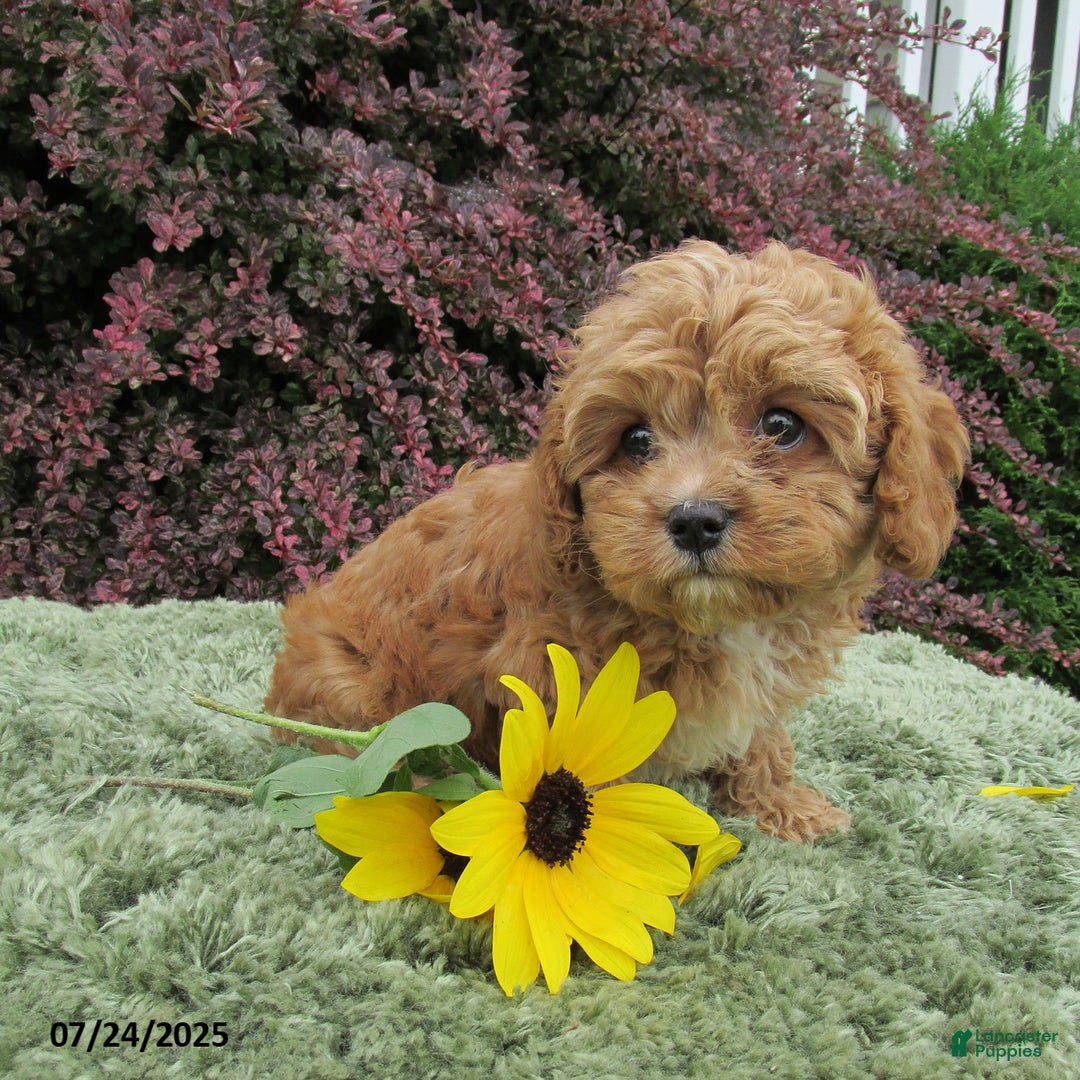 Cavapoo dogs for sale: Princess - Image 21
