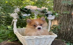 Pomeranian dogs for sale: Betsy - Image 2