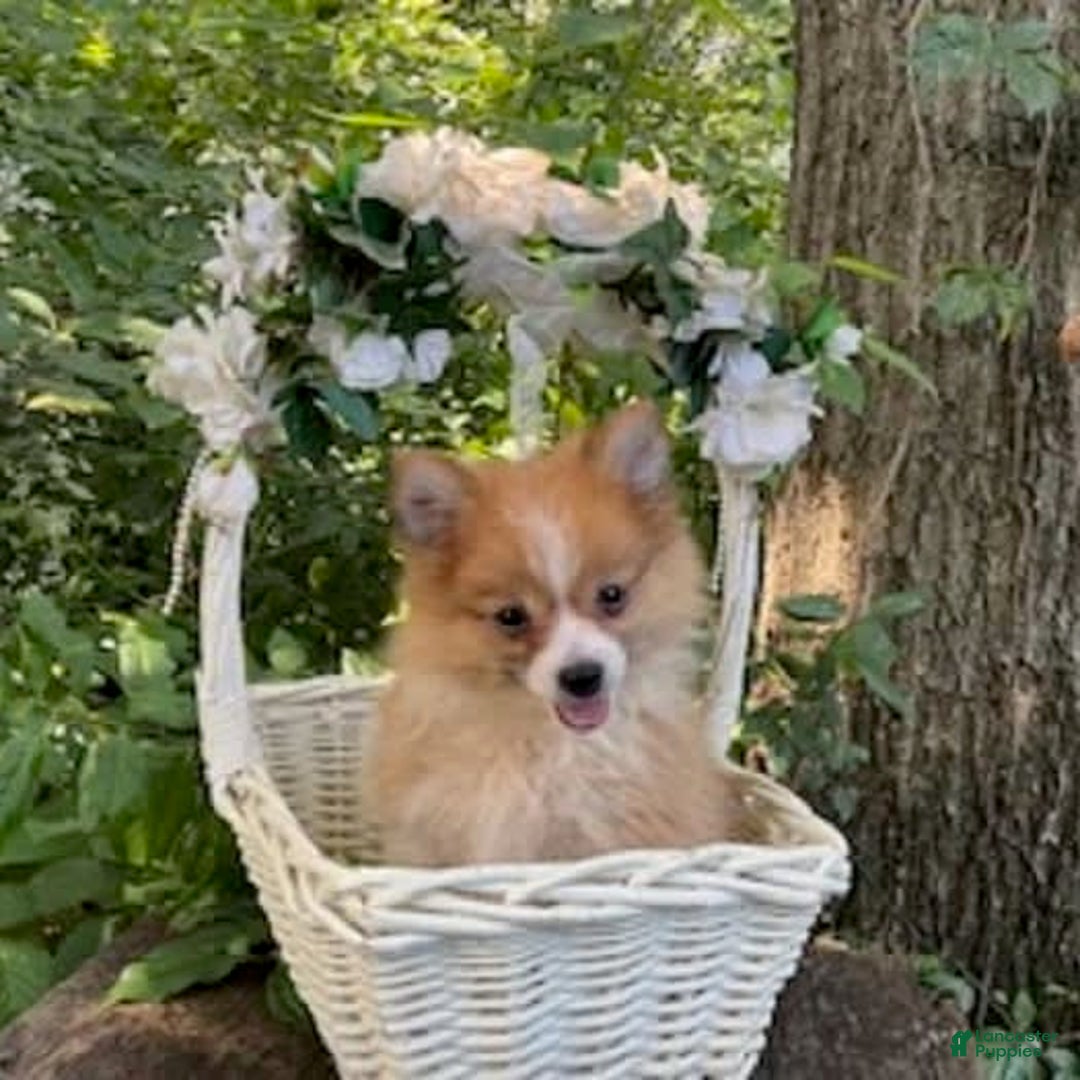 Pomeranian dogs for sale: Betsy - Image 2