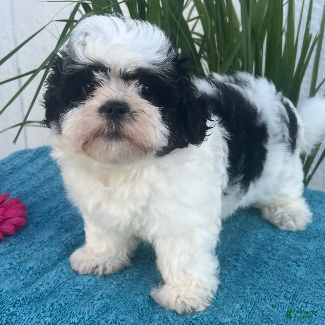 Teddy Bear dogs for sale: Lilly - Image 1