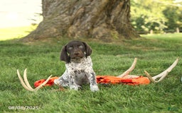 German Shorthaired Pointer dogs for sale: Brenden AKC - Image 2