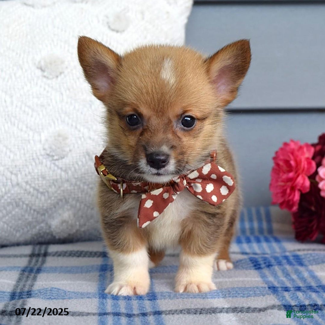Welsh Corgi Pembroke dogs for sale: Zander - Image 5