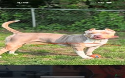 American Bully dogs for stud: Bronx - Image 8