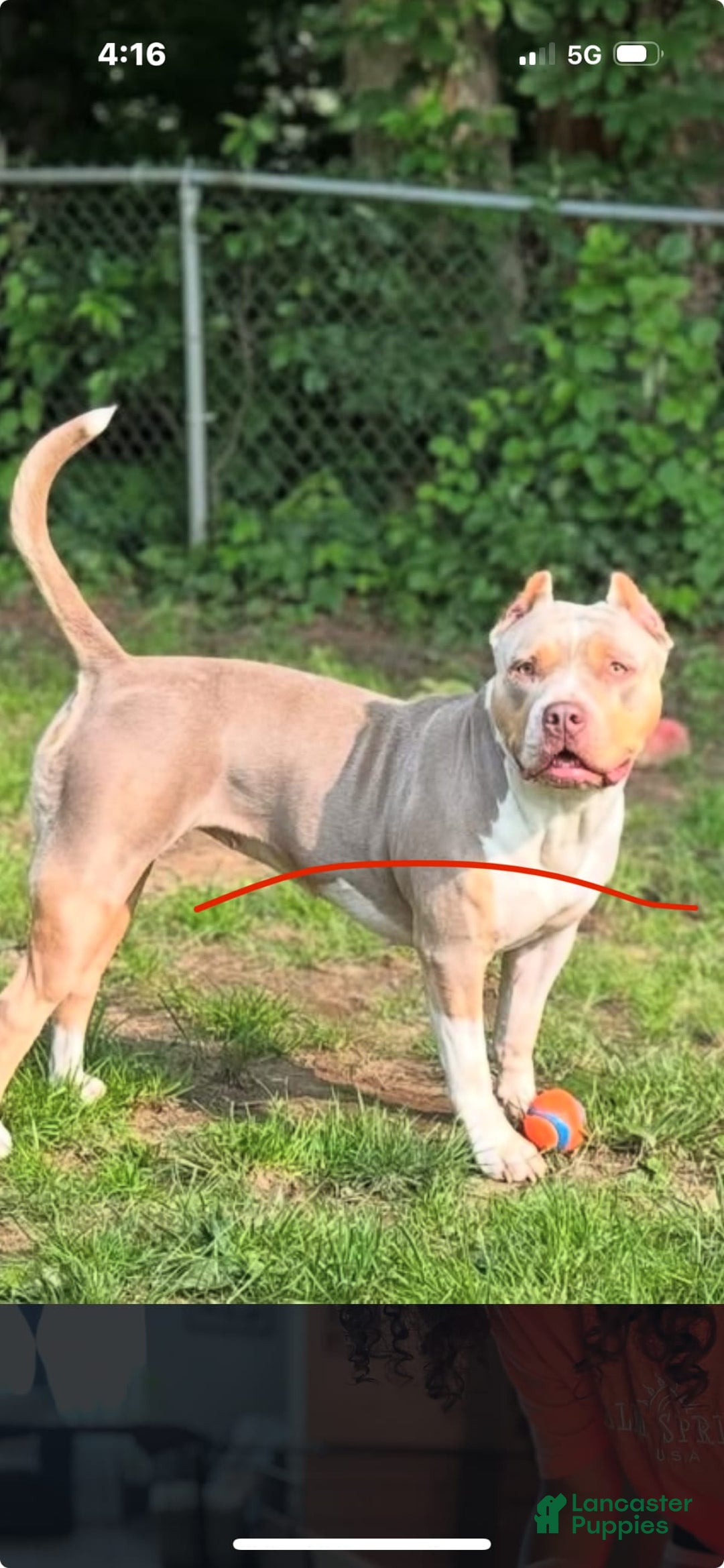 American Bully dogs for stud: Bronx - Image 8