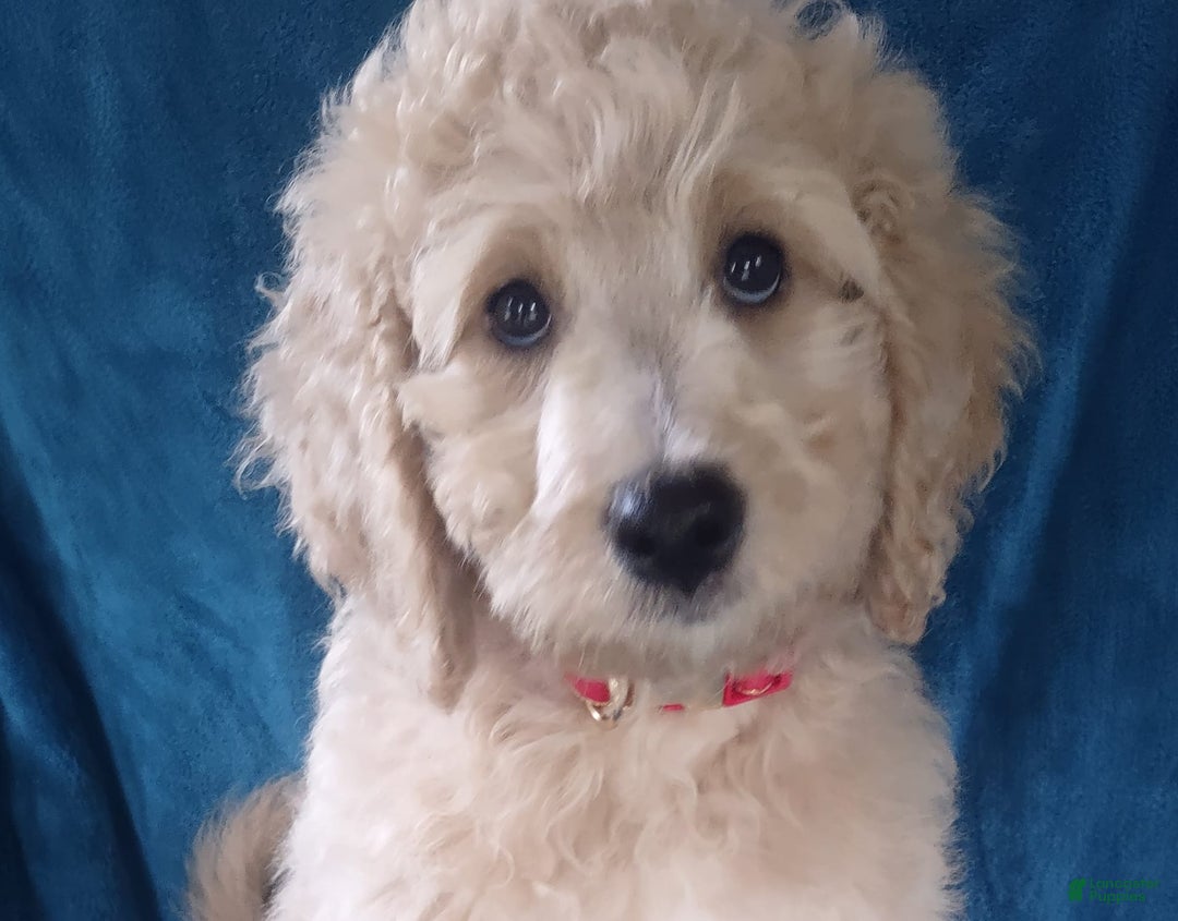 Goldendoodle dogs for sale: Mini Goldendoodle F1b2 - Image 6
