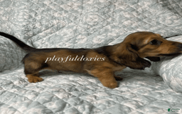 Dachshund dogs for sale: Shaded Cream Male - Image 4