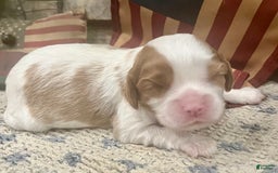 Cavalier King Charles Spaniel dogs for sale: Thomas - Image 3