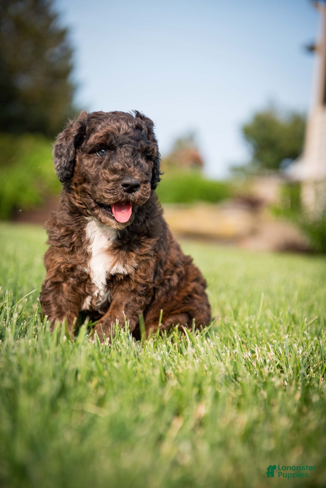 Goldendoodle dogs for sale: Shooter - Image 4