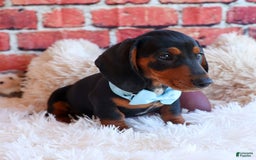 Miniature Dachshund dogs for sale: Sparky - Image 3