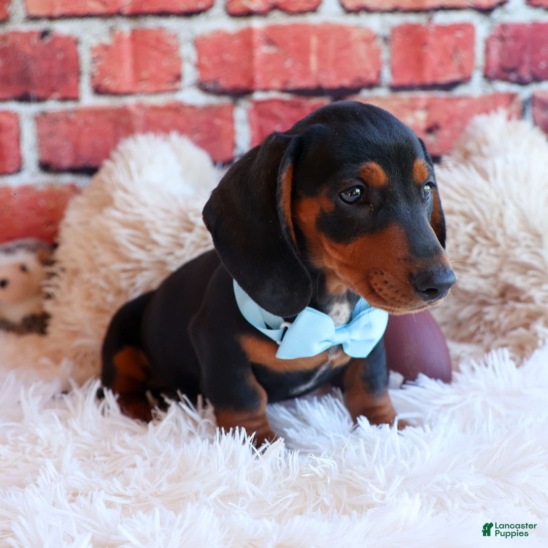 Miniature Dachshund dogs for sale: Sparky - Image 3