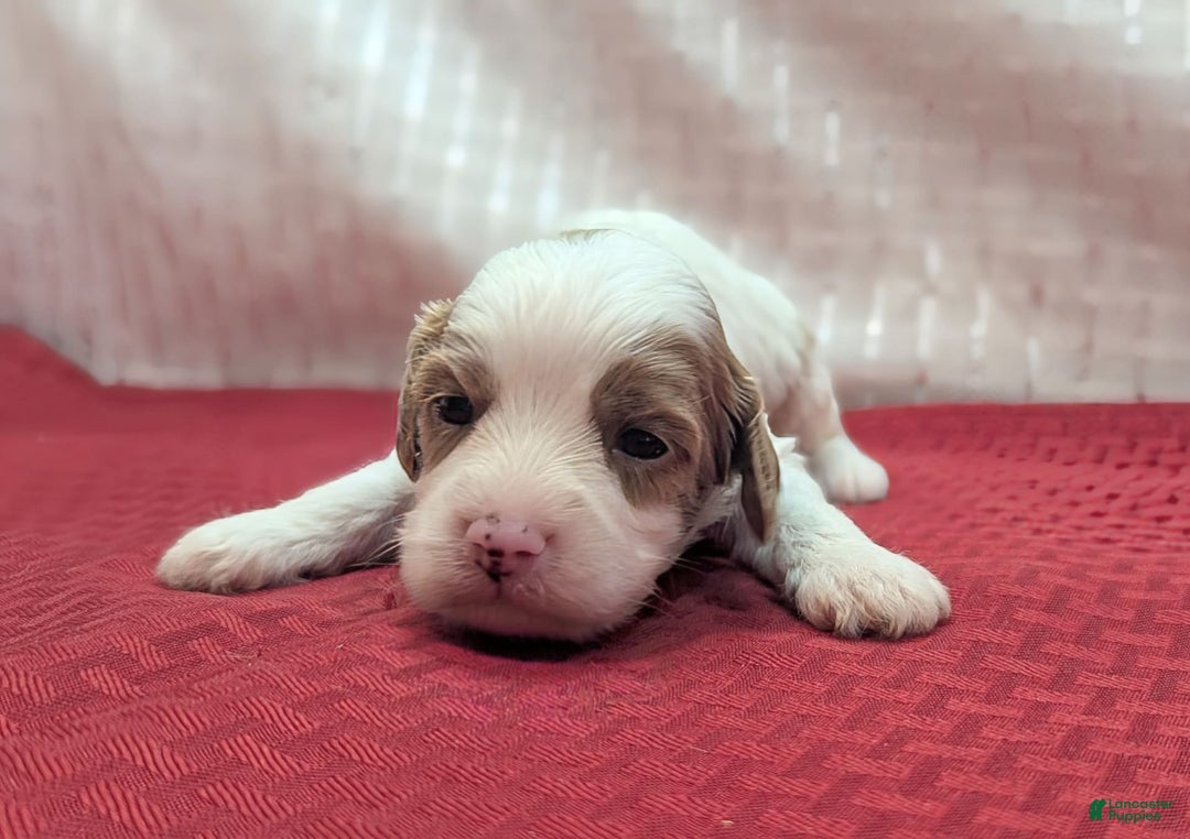 Cavapoo dogs for sale: Woody - Image 13