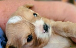 Cavalier King Charles Spaniel dogs for sale: Redford - Image 3
