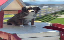 Miniature Australian Shepherd dogs for sale: Buddy - Image 5