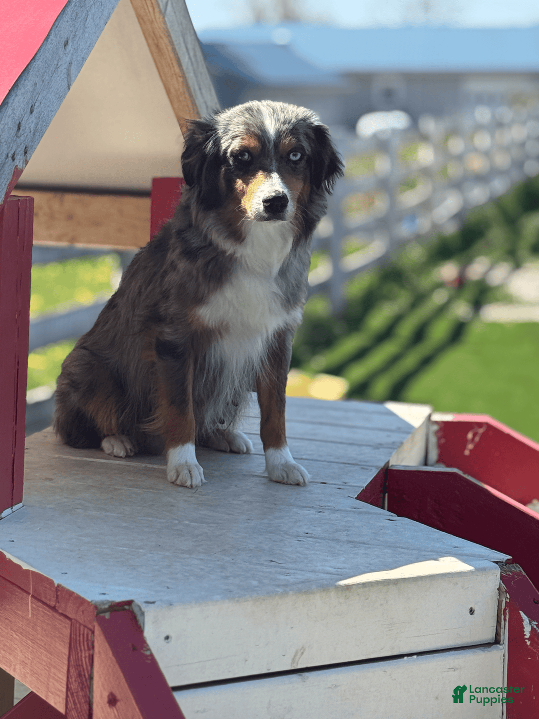 Miniature Australian Shepherd dogs for sale: Buddy - Image 5