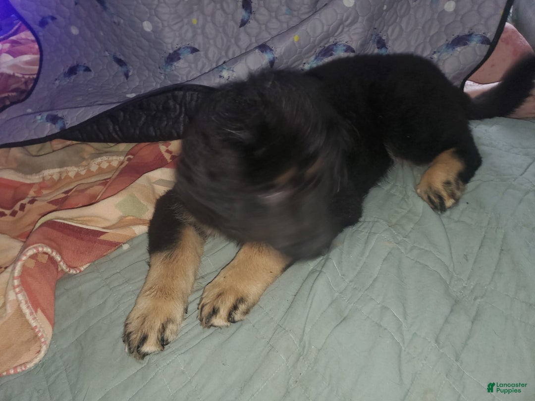 Tibetan Mastiff dogs for sale: Tortellini - Image 3
