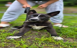 Dutch Shepherd dogs for sale: Puppy - Image 4