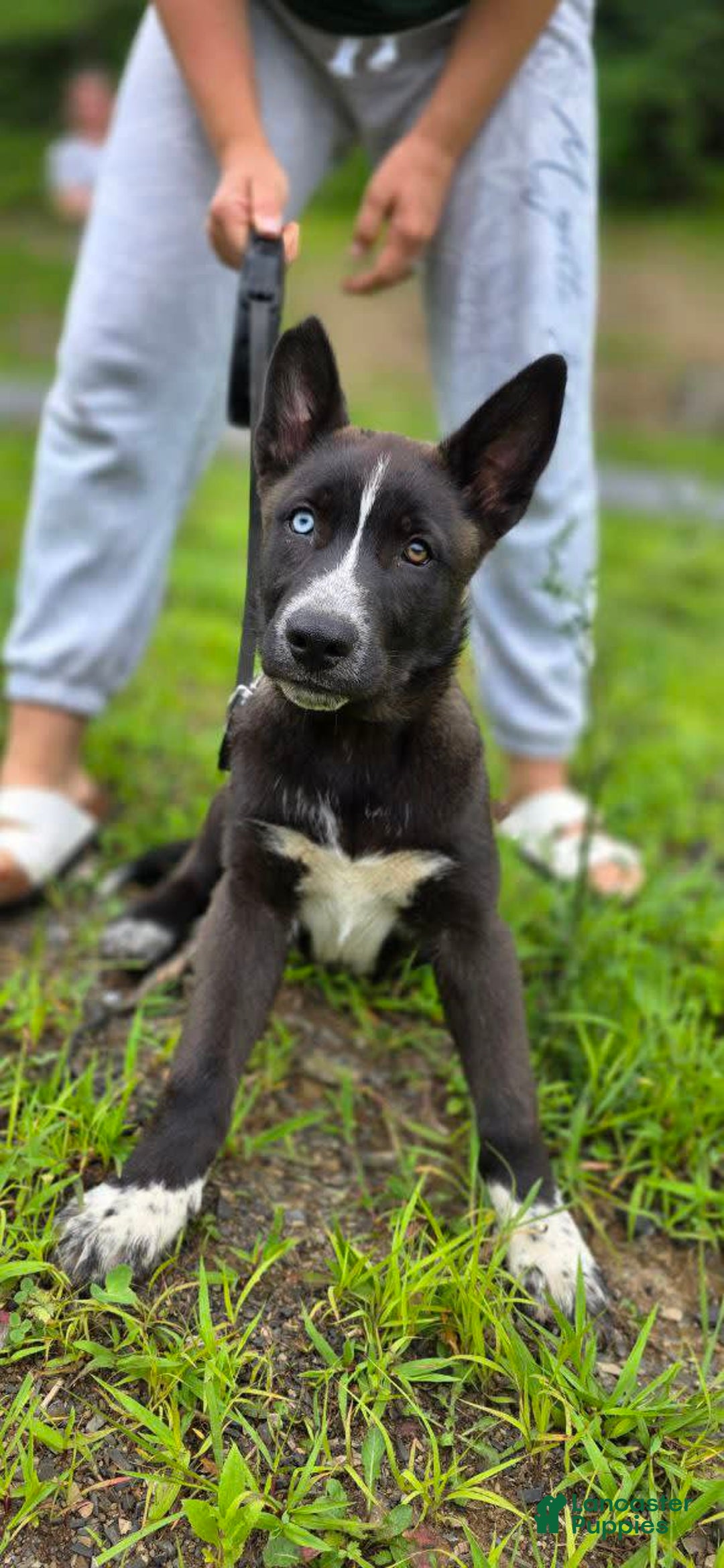 Dutch Shepherd dogs for sale: Puppy - Image 4