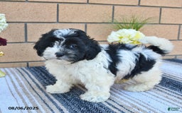 Shihpoo dogs for sale: Millie - Image 5
