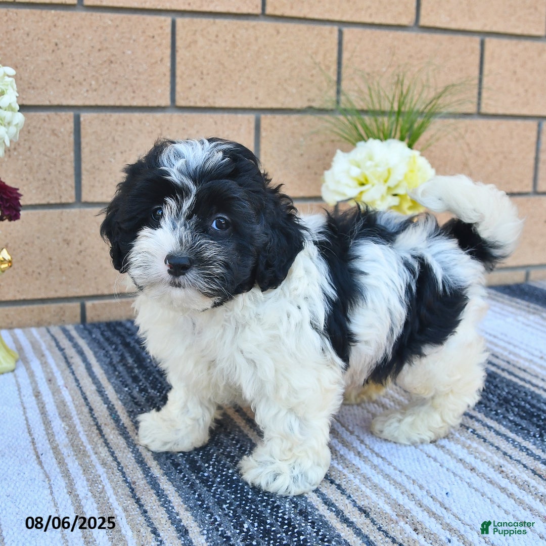 Shihpoo dogs for sale: Millie - Image 5