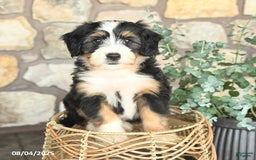 Mini Bernedoodle dogs for sale: Mini Bernedoodle 4 puppies - Image 6