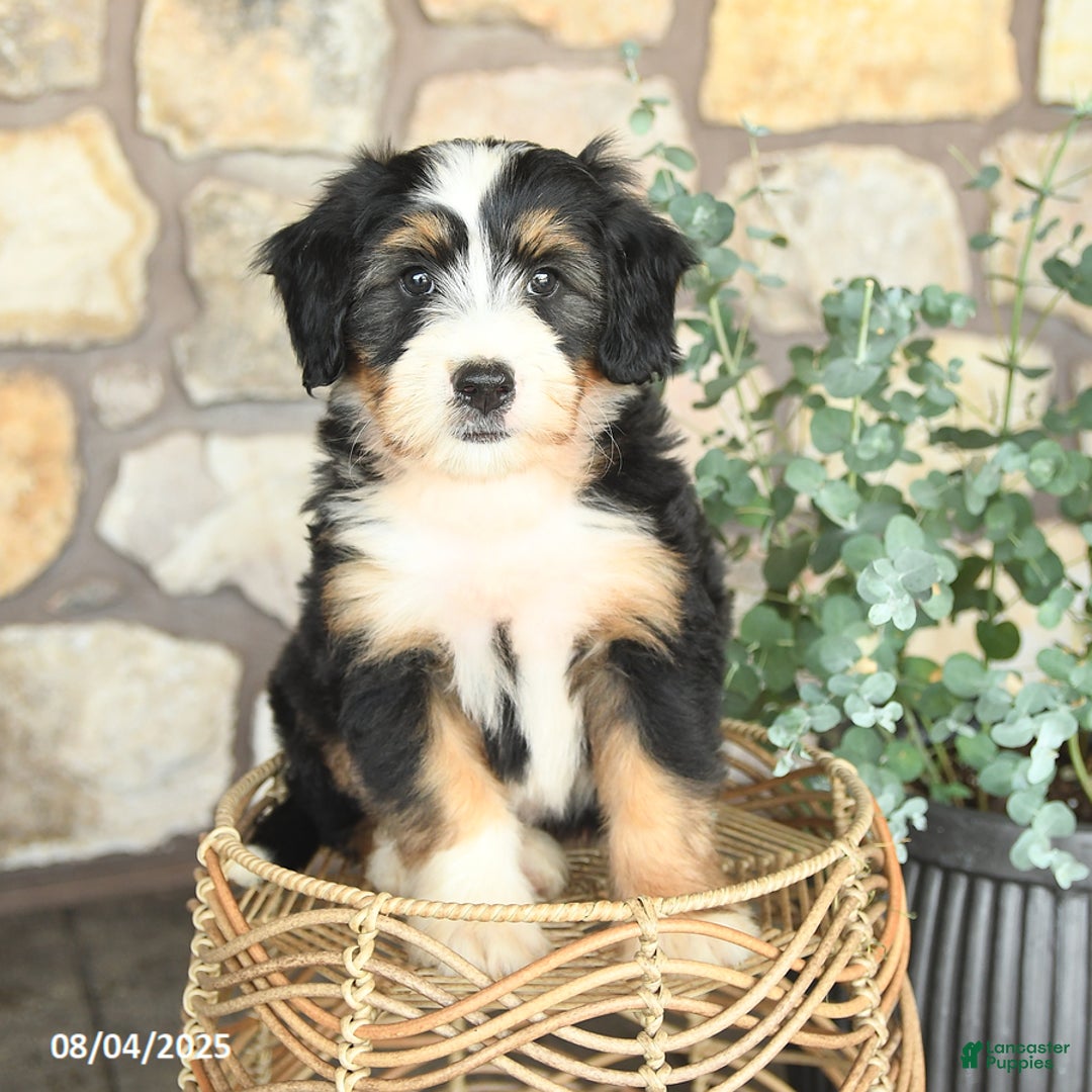 Mini Bernedoodle dogs for sale: Mini Bernedoodle 4 puppies - Image 6