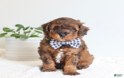 Toy Poodle dogs for sale: Grant - Image 1