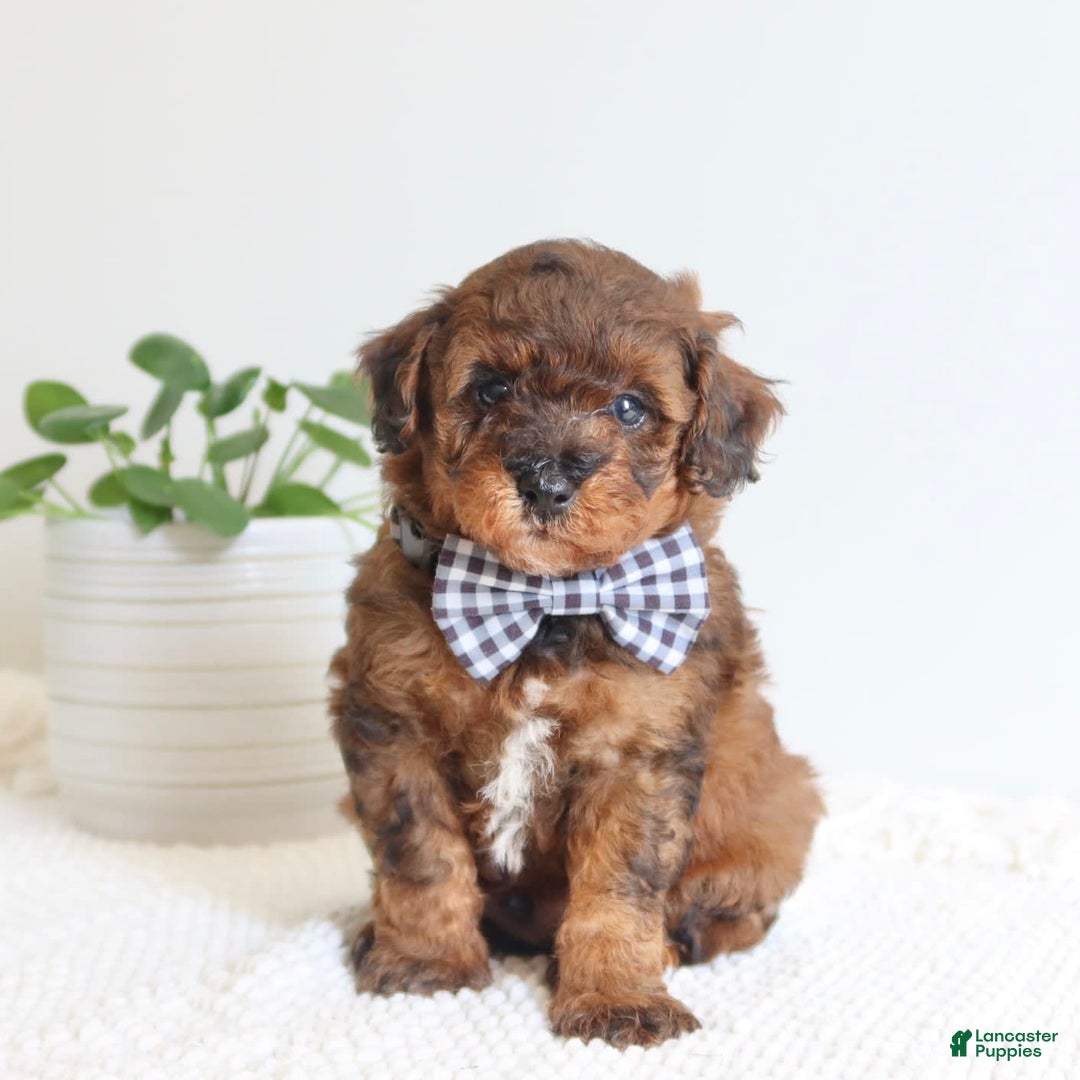 Toy Poodle dogs for sale: Grant - Image 1
