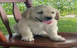 Golden Retriever dogs for sale: Friendly Fern - Image 2