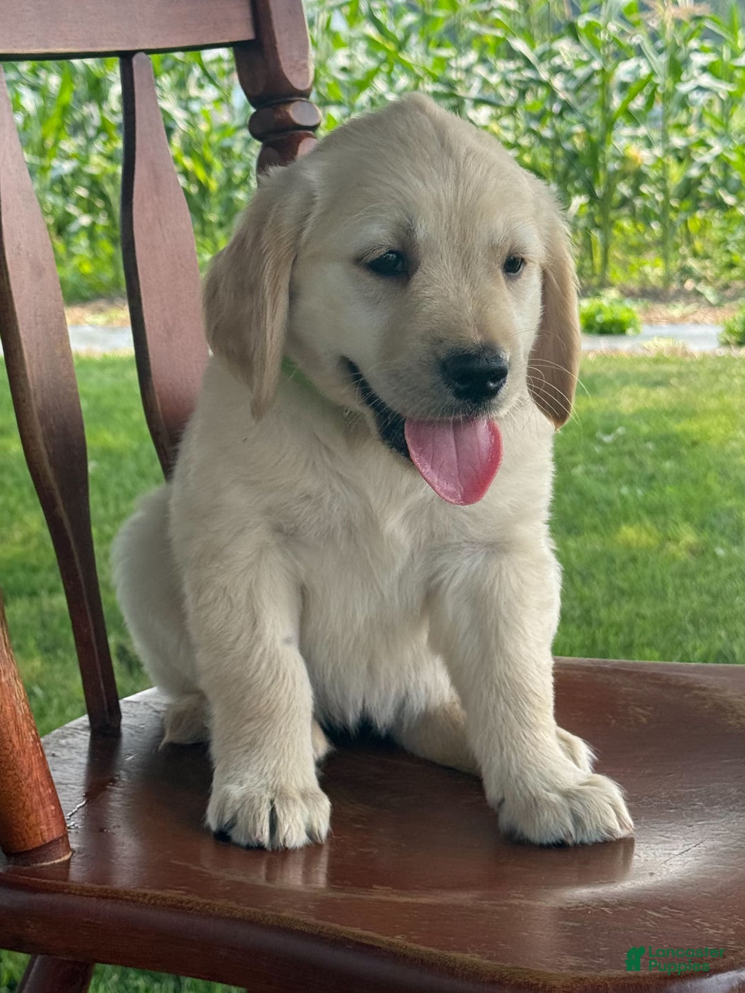 Golden Retriever dogs for sale: Friendly Fern - Image 2