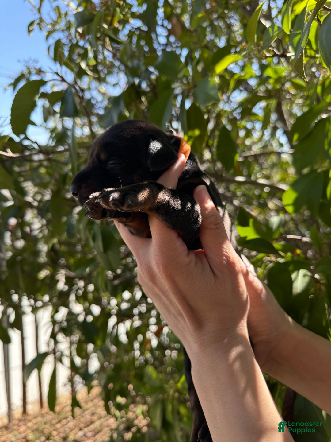 Doberman Pinscher dogs for sale: Orange Collar - Image 1