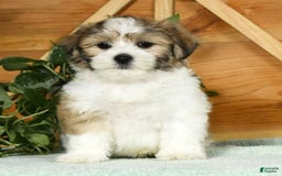 Teddy Bear dogs for sale: Wells - Image 1