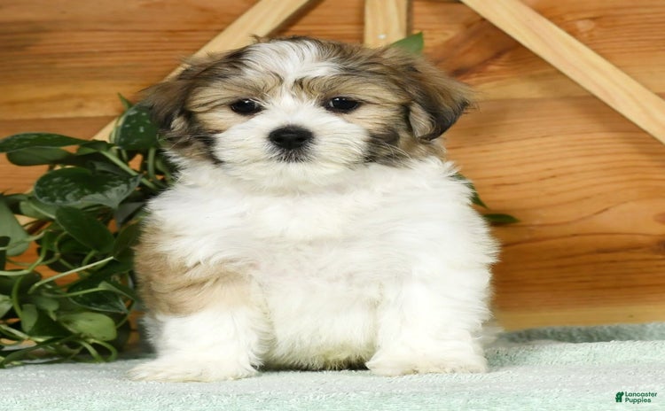 Teddy Bear dogs for sale - Ad 2