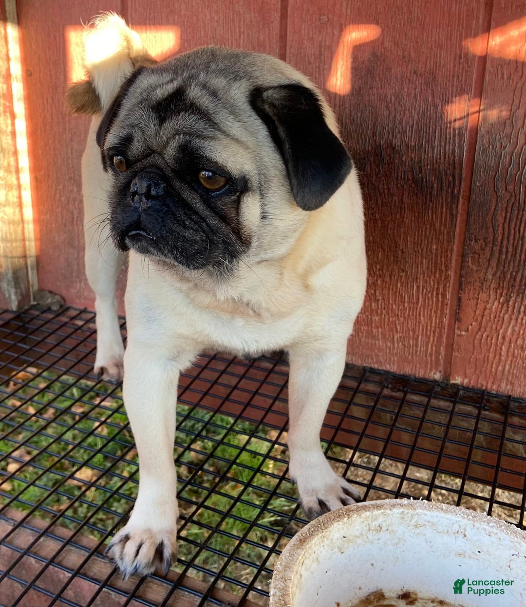 Pug dogs for sale: Oscar - Image 8