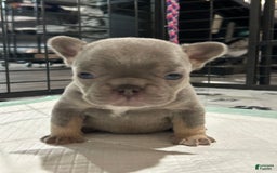 French Bulldog dogs for sale: Waylen - Image 7