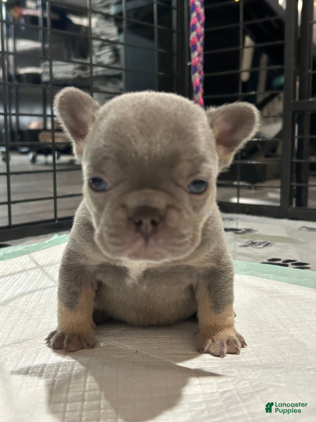 French Bulldog dogs for sale: Waylen - Image 7