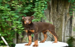 Doberman Pinscher dogs for sale: Petal - Image 9