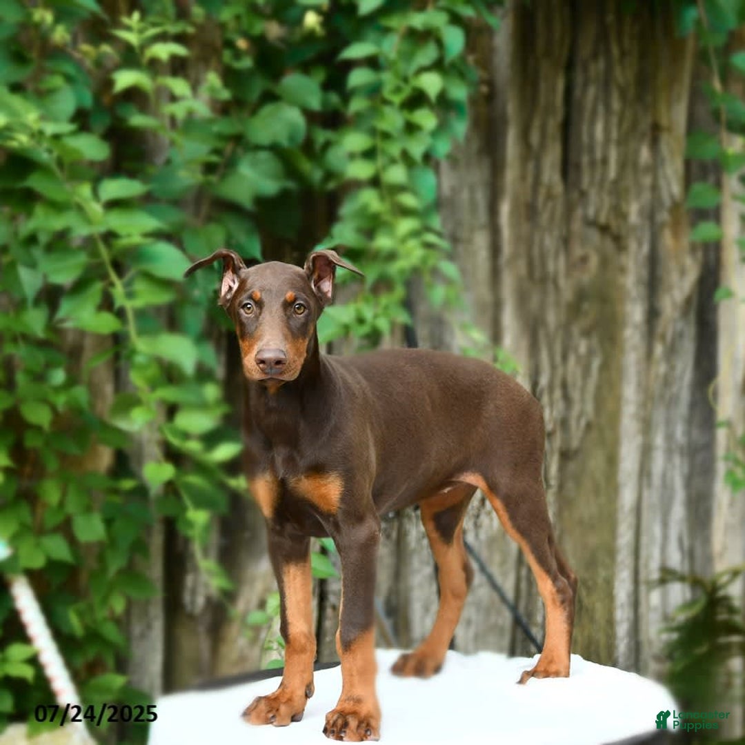 Doberman Pinscher dogs for sale: Petal - Image 9