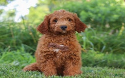 Mini Goldendoodle dogs for sale: Brown Collar - Image 5
