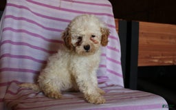Cockapoo dogs for sale: Lily - Image 4