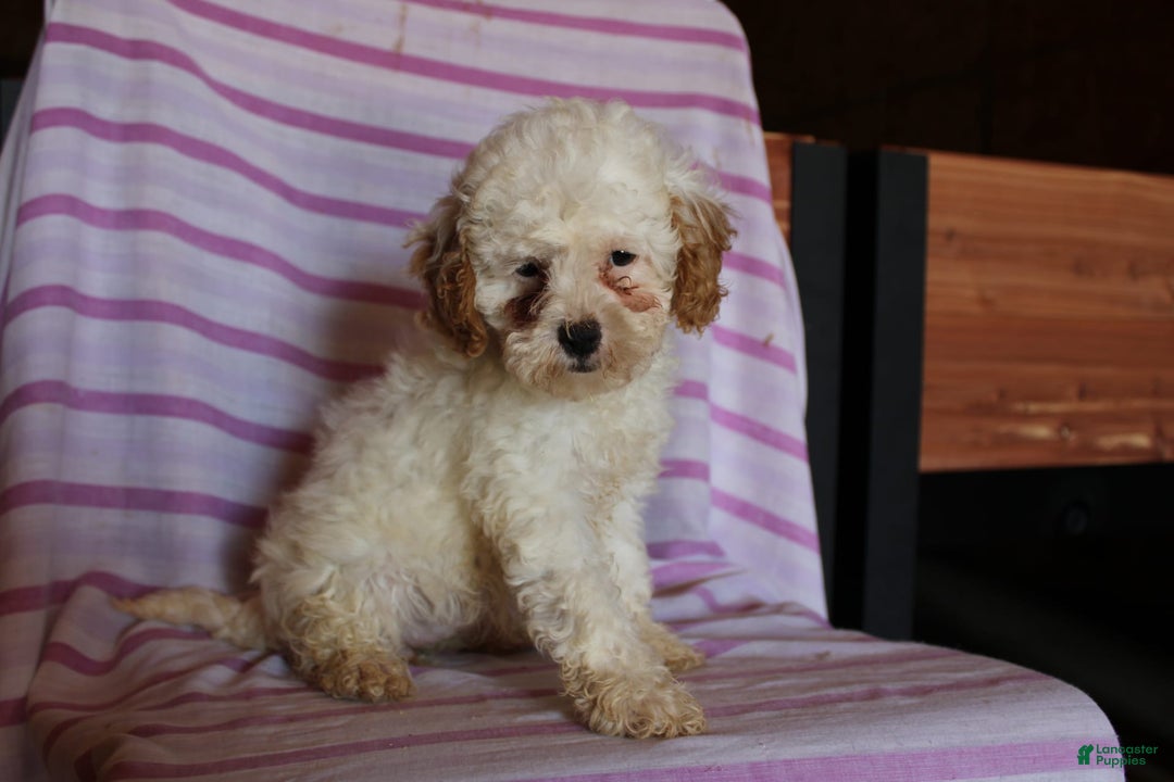 Cockapoo dogs for sale: Lily - Image 4
